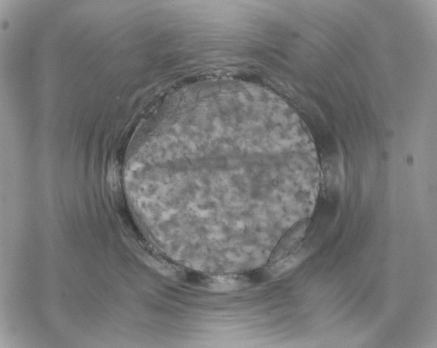 X0000077330623200611171809