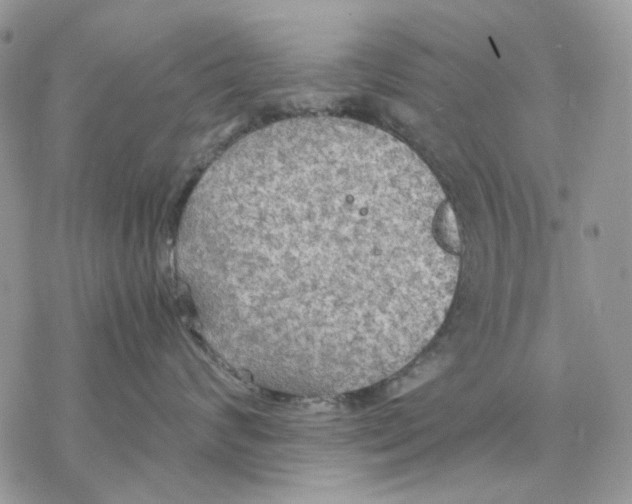 X0000077330624200611171809