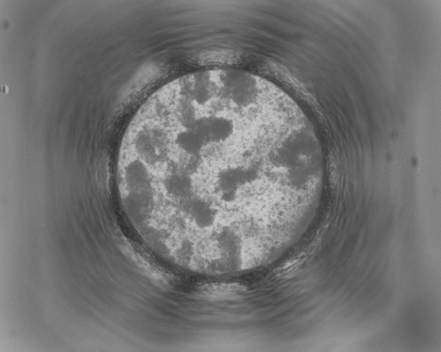 X0000077330637200611171808