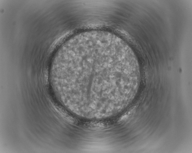 X0000077330640200611171808