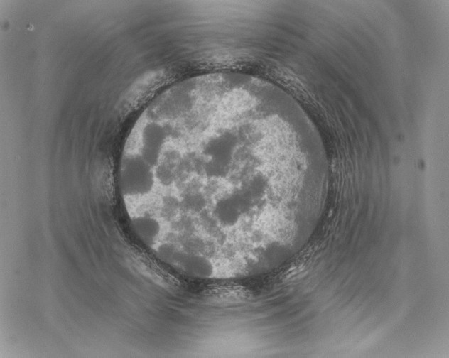 X0000077330642200611171808