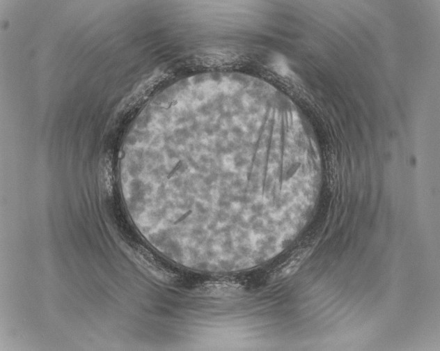 X0000077330644200611171808