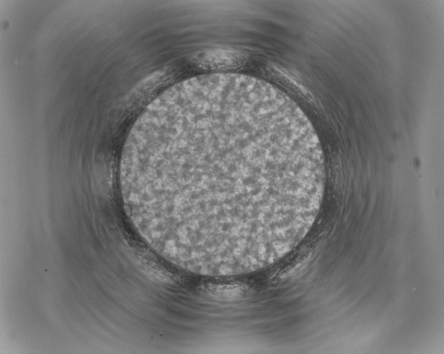 X0000077330645200611171808