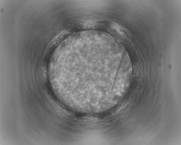 X0000077330648200611171808