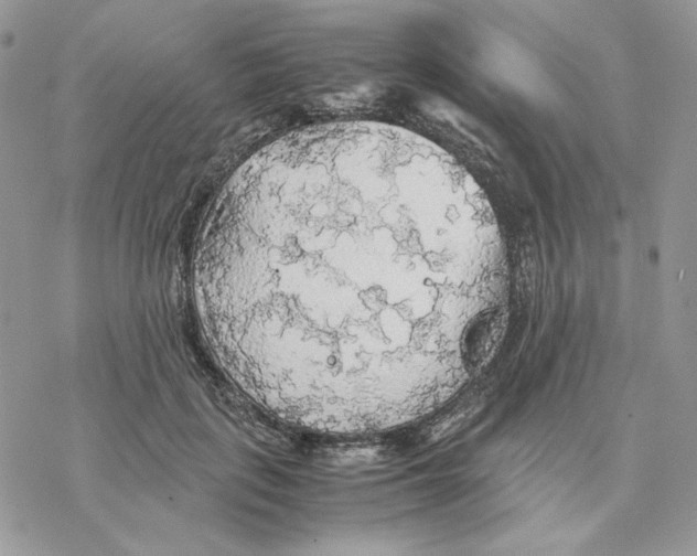 X0000077330651200611171808