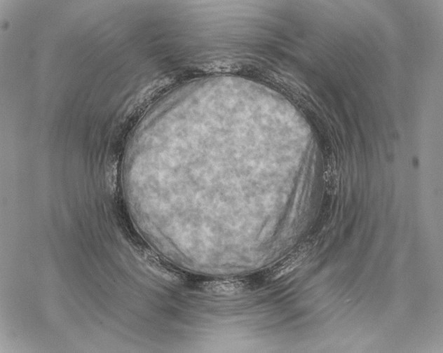 X0000077330652200611171808