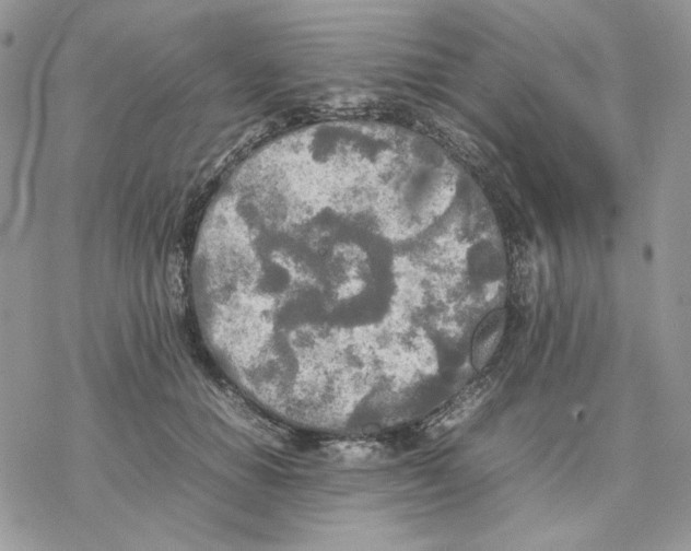 X0000077330654200611171808