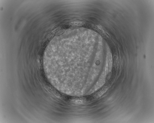 X0000077330655200611171809