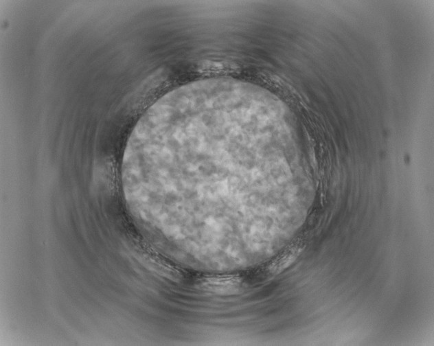 X0000077330659200611171809