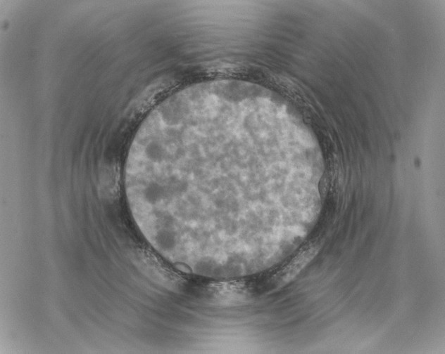 X0000077330660200611171809