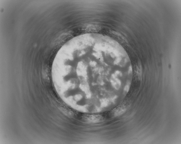 X0000077330663200611171809