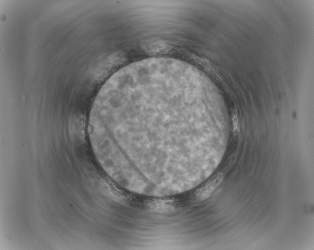 X0000077330664200611171809