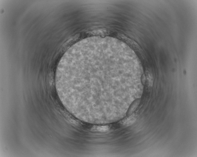 X0000077330665200611171809