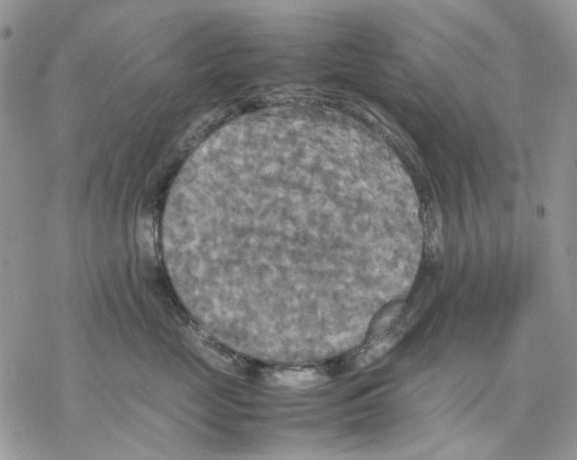 X0000077330669200611171809