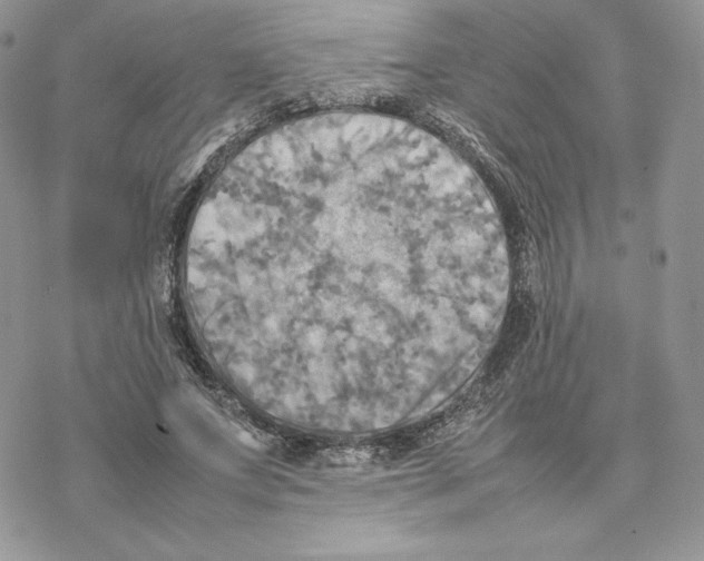 X0000077330687200611171808