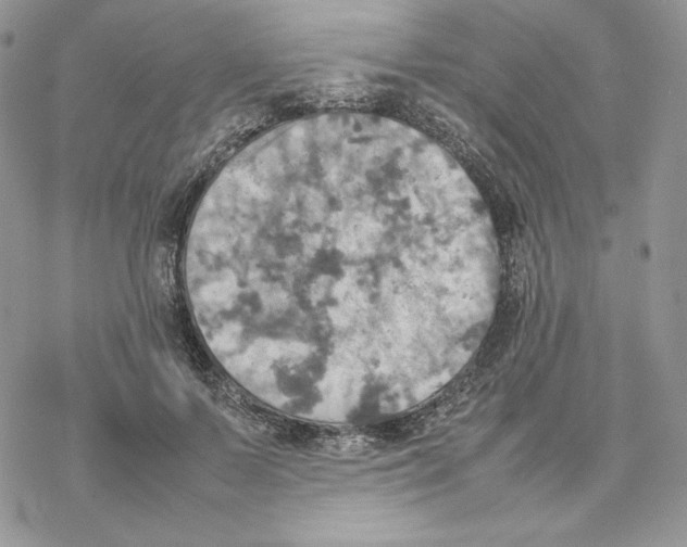 X0000077330695200611171808