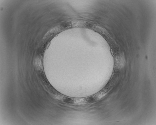 X0000077330705200611171807