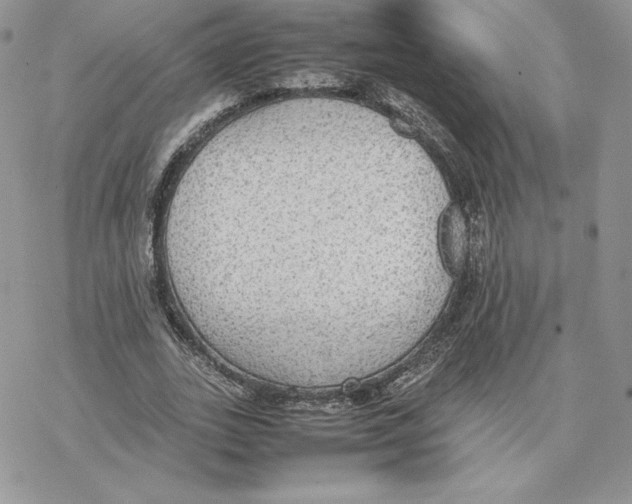 X0000077330727200611171807