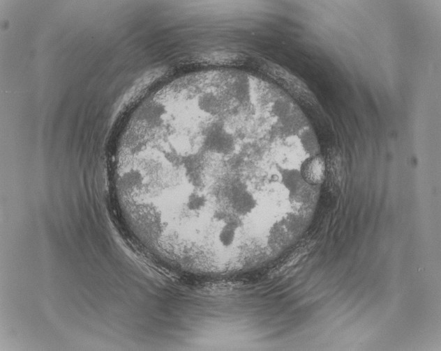 X0000077330734200611171807