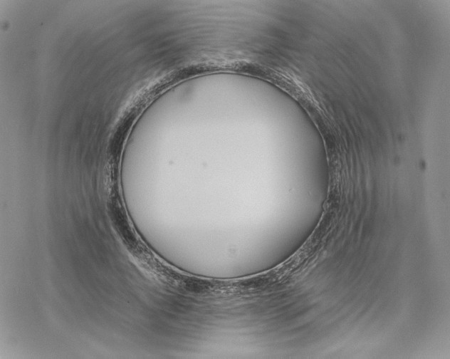 X0000077330736200611171807