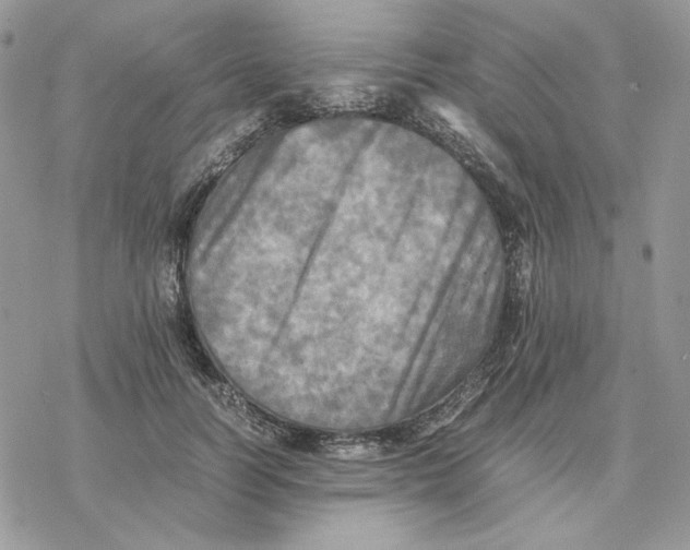 X0000077330746200611171807