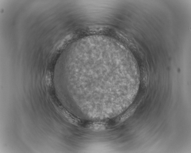 X0000077330758200611171807