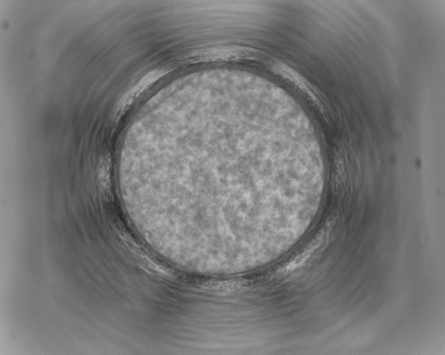 X0000077330778200611171806