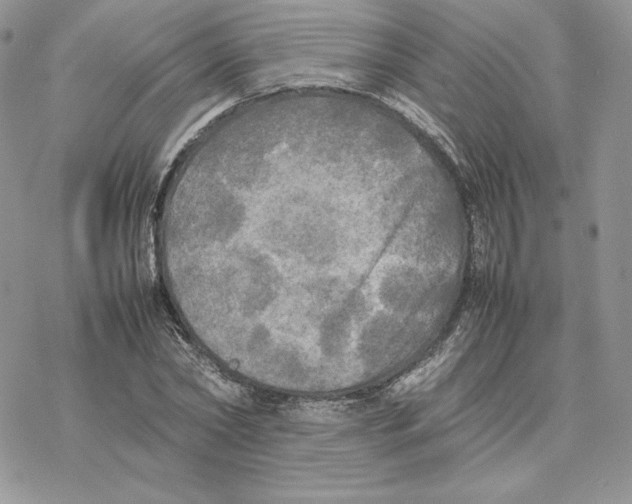 X0000077330782200611171806