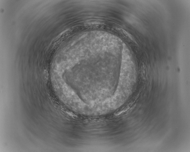 X0000077330821200611171805