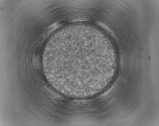 X0000077330825200611171805