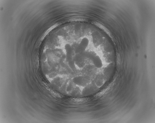 X0000077330829200611171805