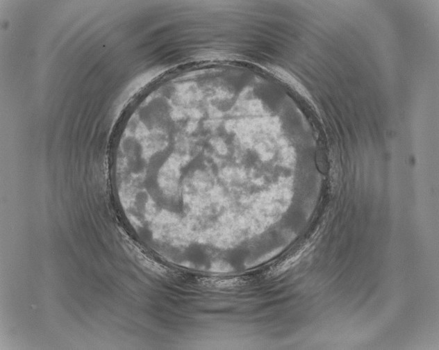 X0000077330831200611171805