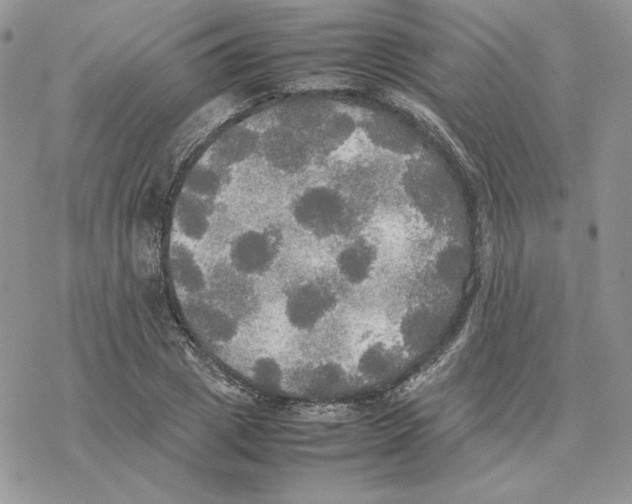 X0000077330833200611171805