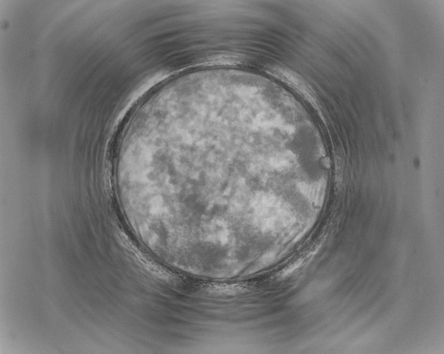 X0000077330835200611171805