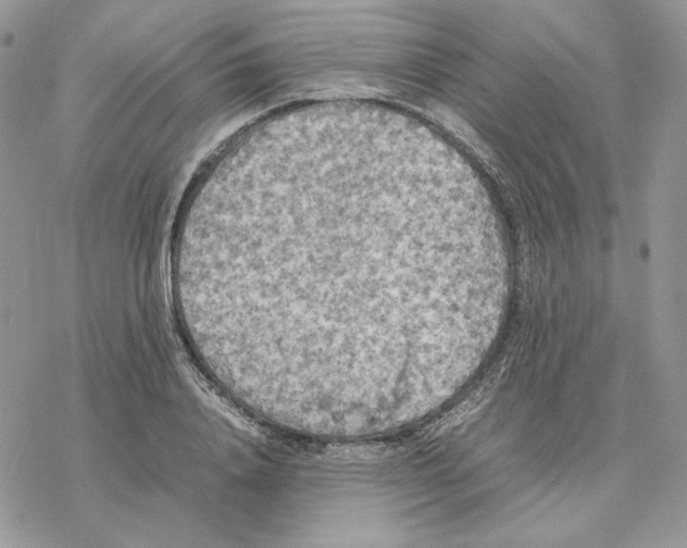 X0000077330840200611171805