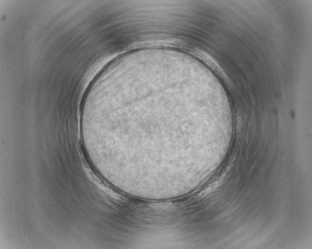 X0000077330844200611171805