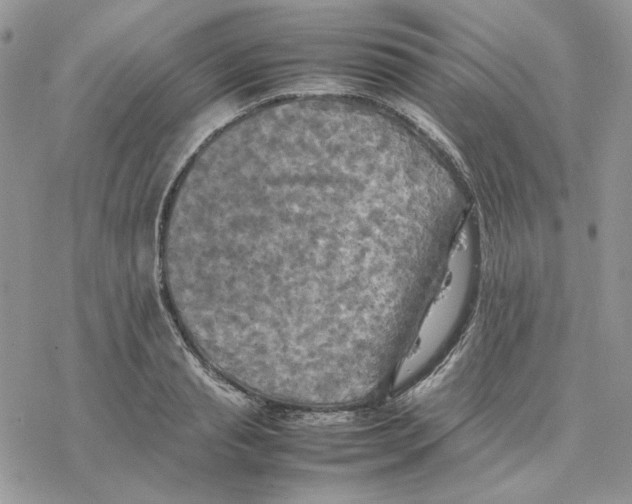 X0000077330845200611171805