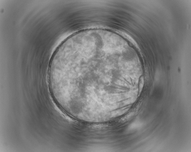 X0000077330847200611171805