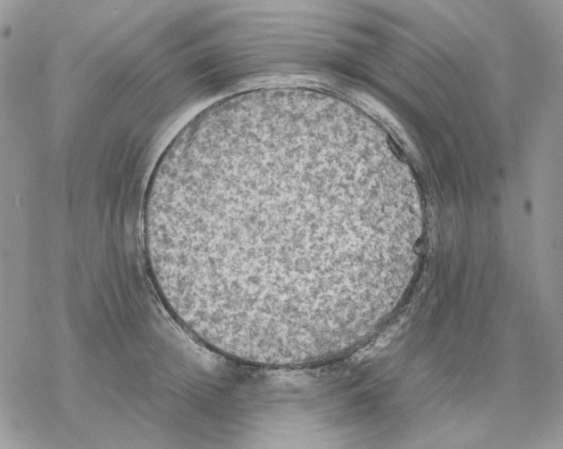 X0000077330852200611171805