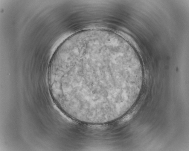 X0000077330855200611171806