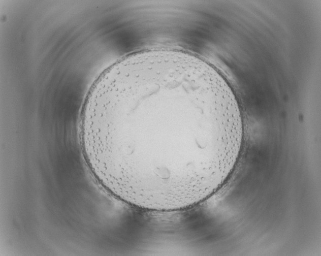 X0000077330856200611171806