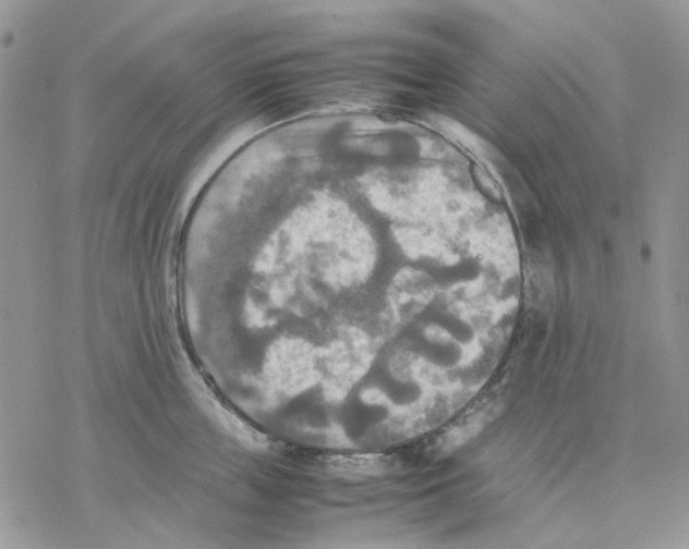 X0000077330859200611171806