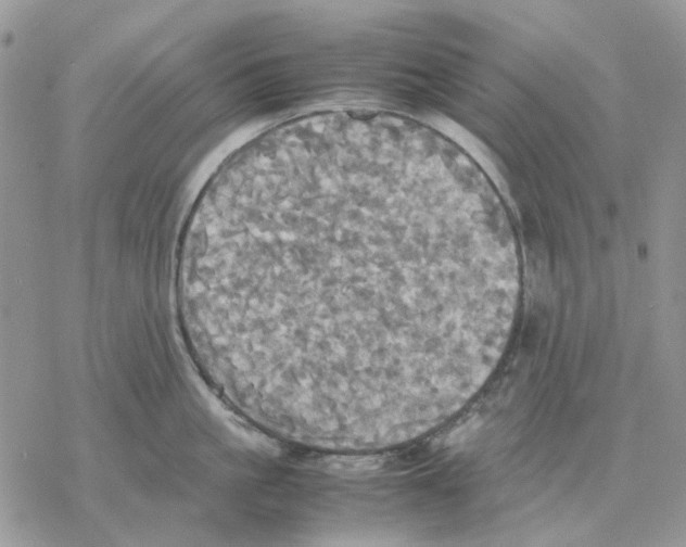 X0000077330861200611171806