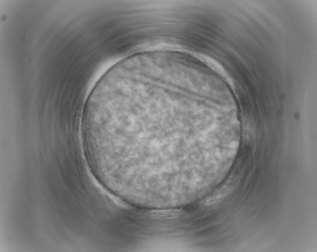 X0000077330863200611171806