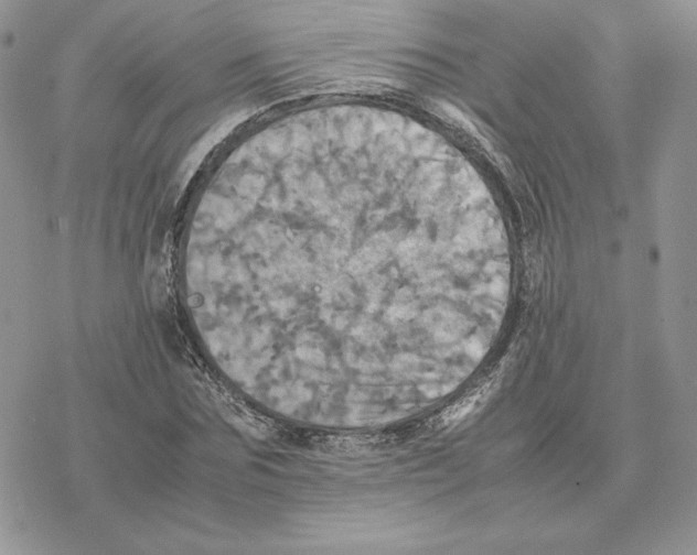 X0000077330875200611171805