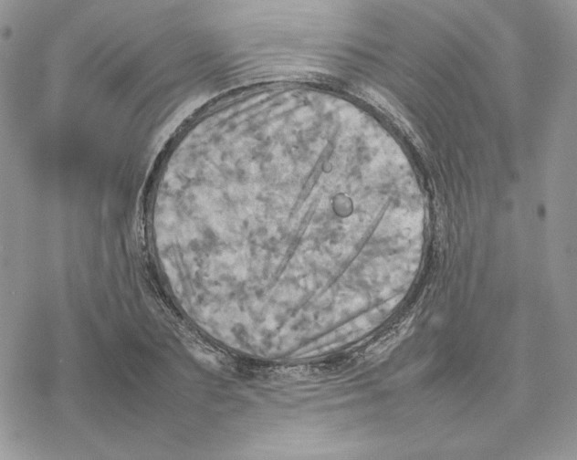 X0000077330883200611171805