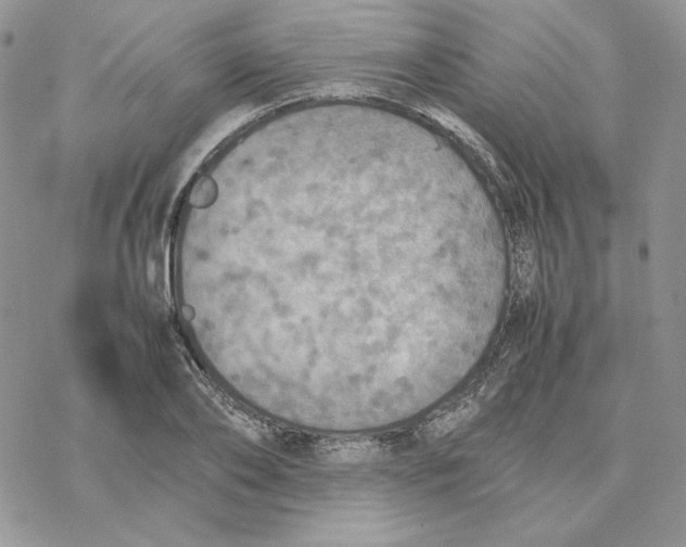 X0000077330886200611171805