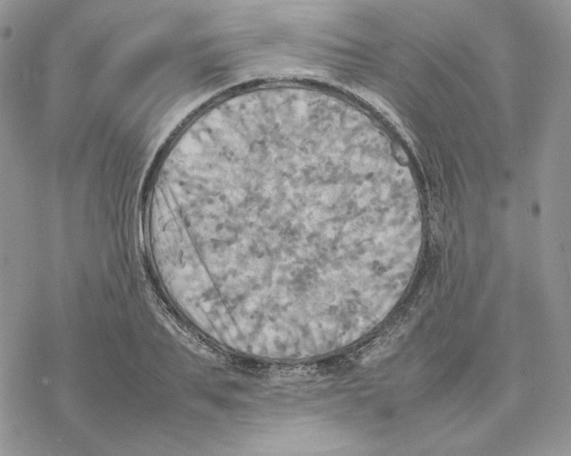 X0000077330887200611171805