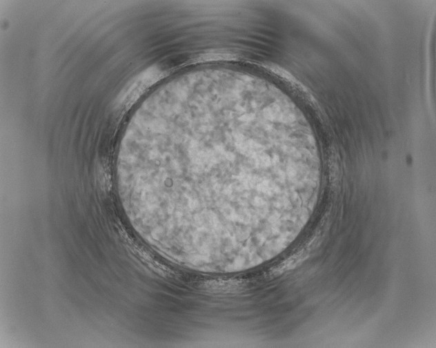 X0000077330929200611171804