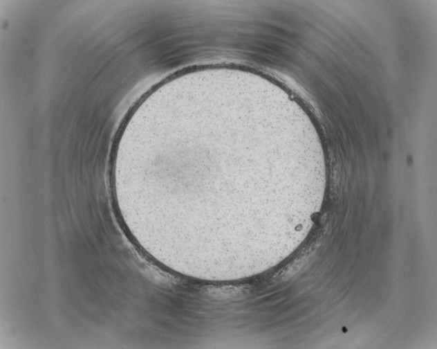 X0000077330943200611171804